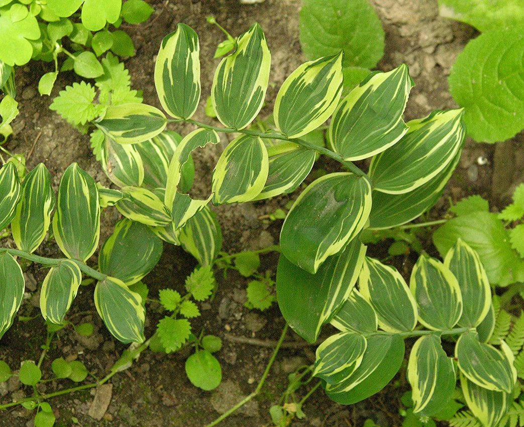 Image of Polygonatum &times; hybridum specimen.