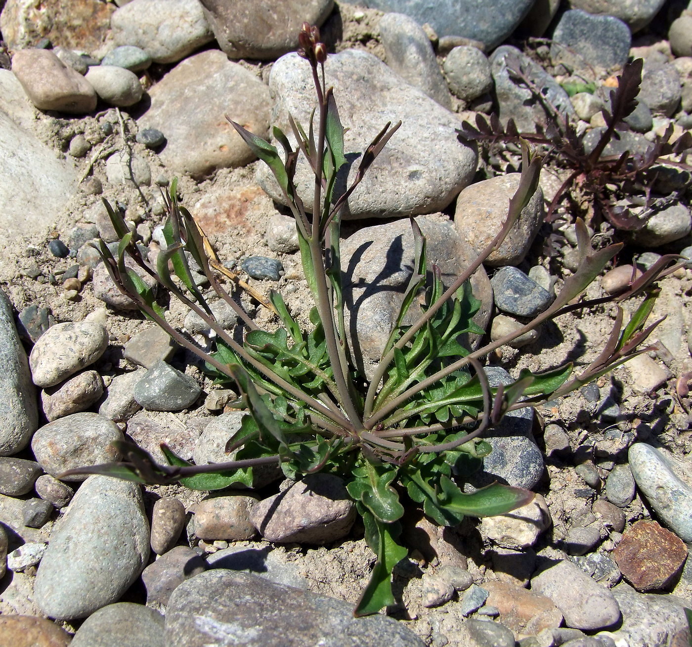 Изображение особи Arabidopsis lyrata.