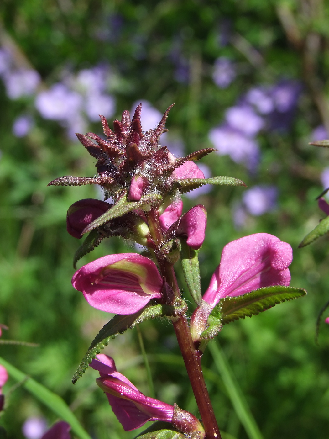 Изображение особи Pedicularis resupinata.