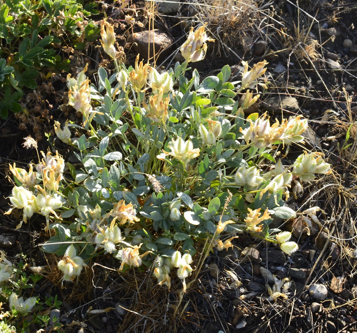 Image of Astragalus helmii ssp. tergeminus specimen.