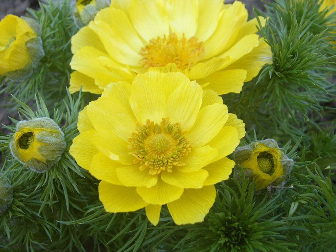 Image of Adonis vernalis specimen.