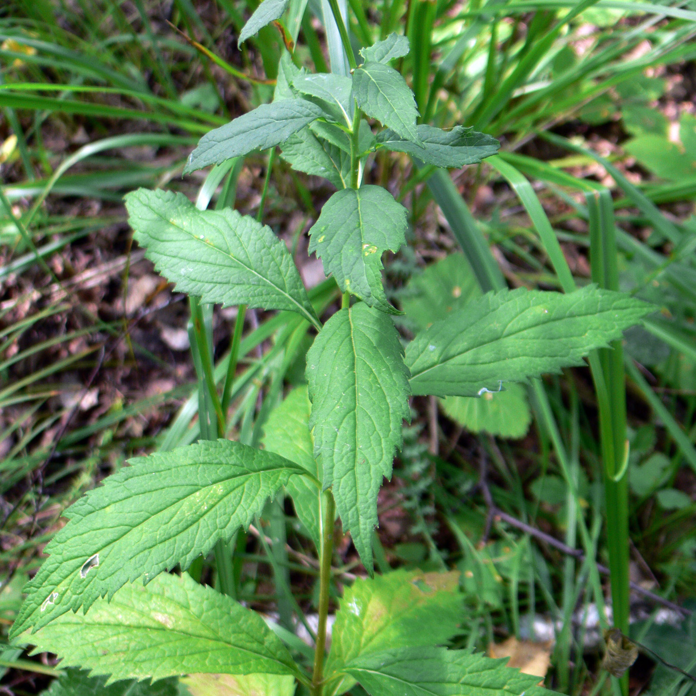 Изображение особи Adenophora liliifolia.