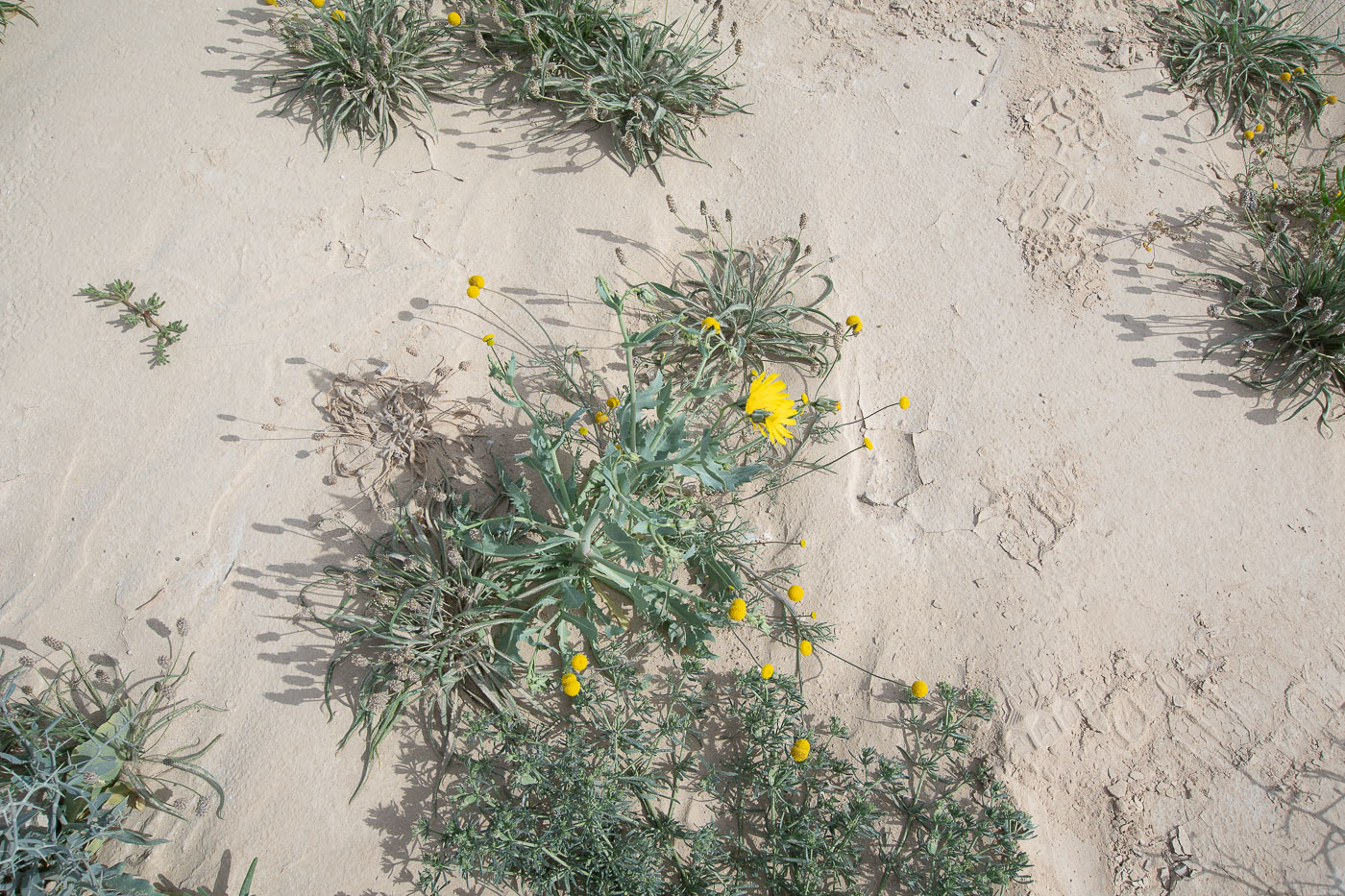 Image of Launaea angustifolia specimen.