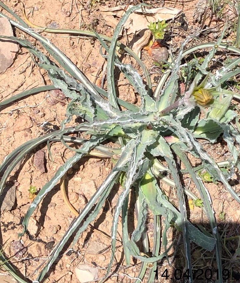 Image of genus Scorzonera specimen.