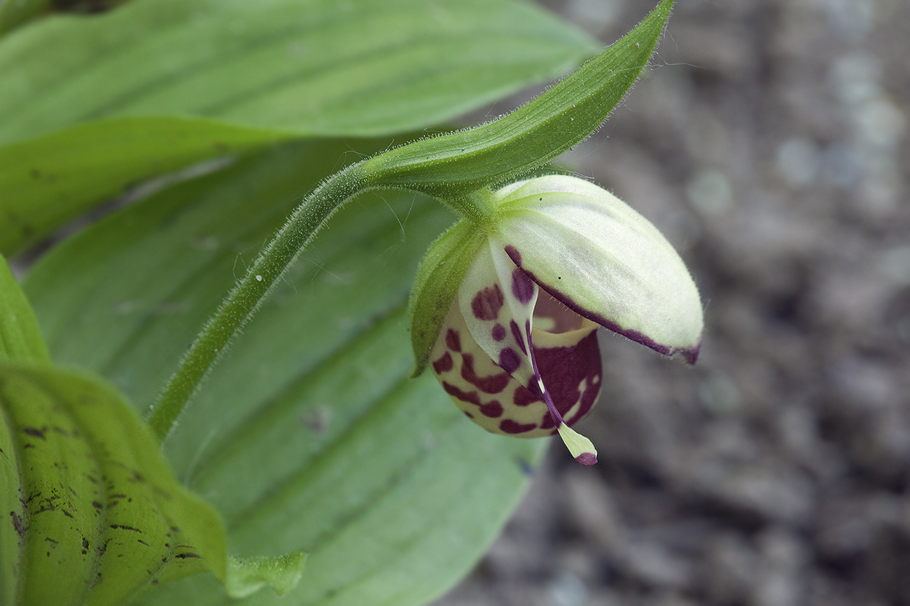 Изображение особи Cypripedium guttatum.