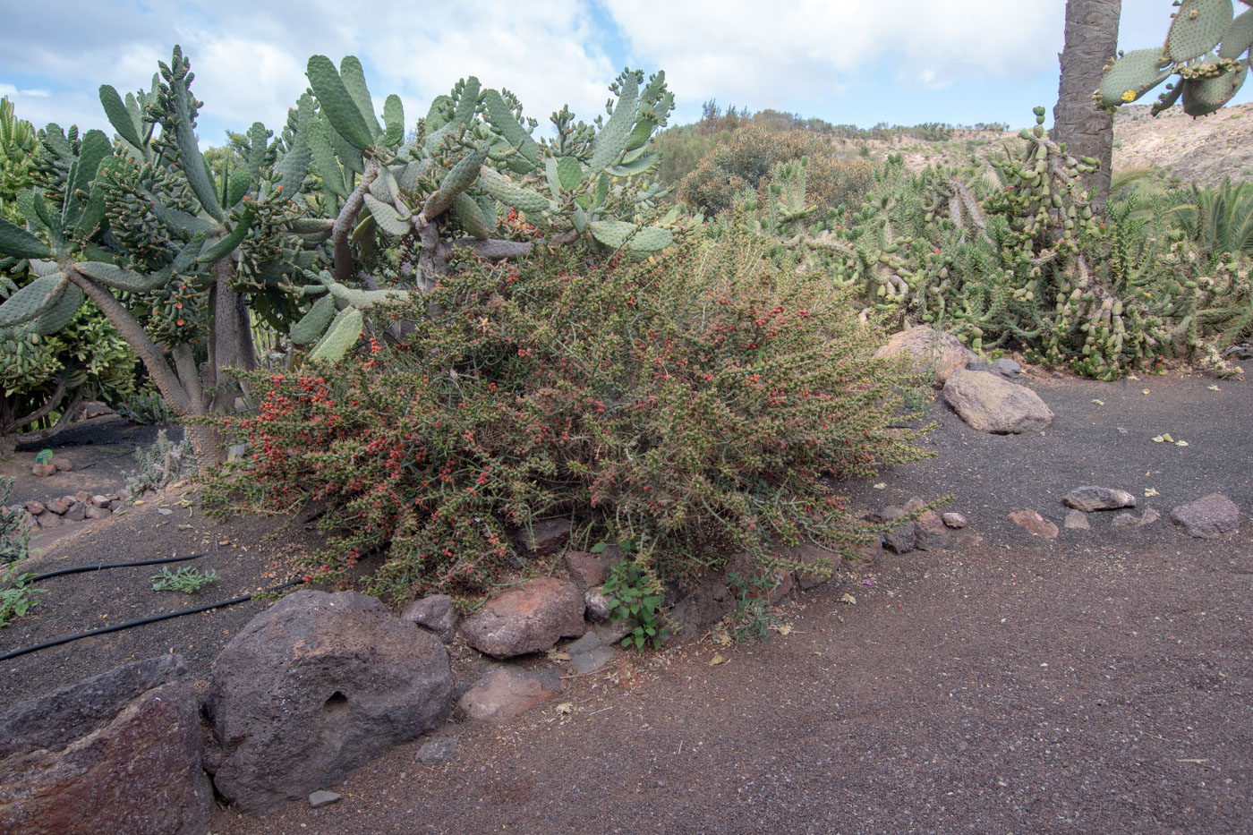 Изображение особи Cylindropuntia leptocaulis.