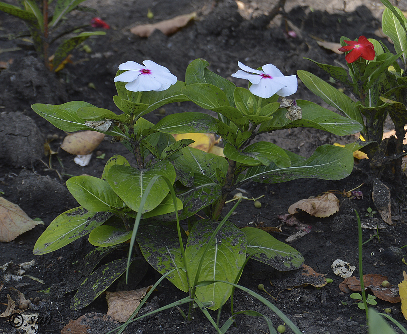 Image of Catharanthus roseus specimen.