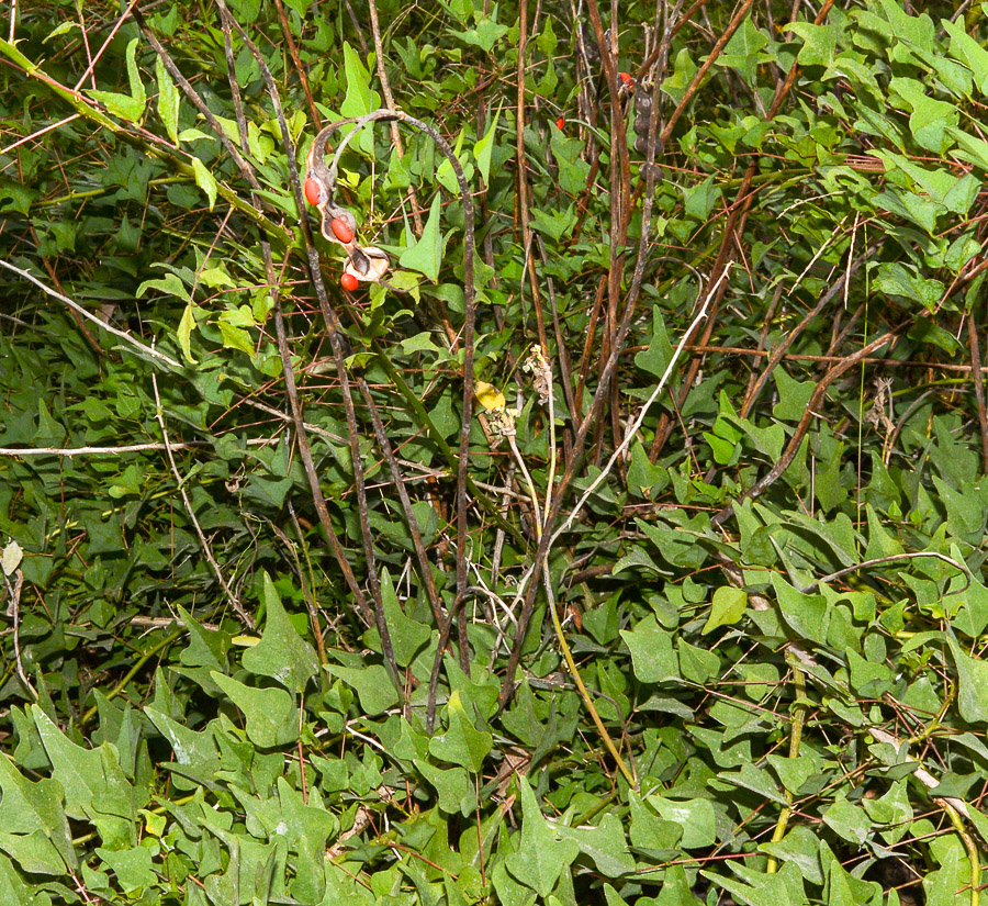 Image of Erythrina herbacea specimen.