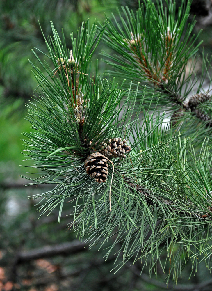 Image of genus Pinus specimen.