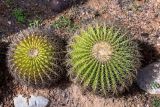 Echinocactus grusonii. Вегетирующие растения. Израиль, Шарон, г. Тель-Авив, ботанический сад университета. 22.10.2018.