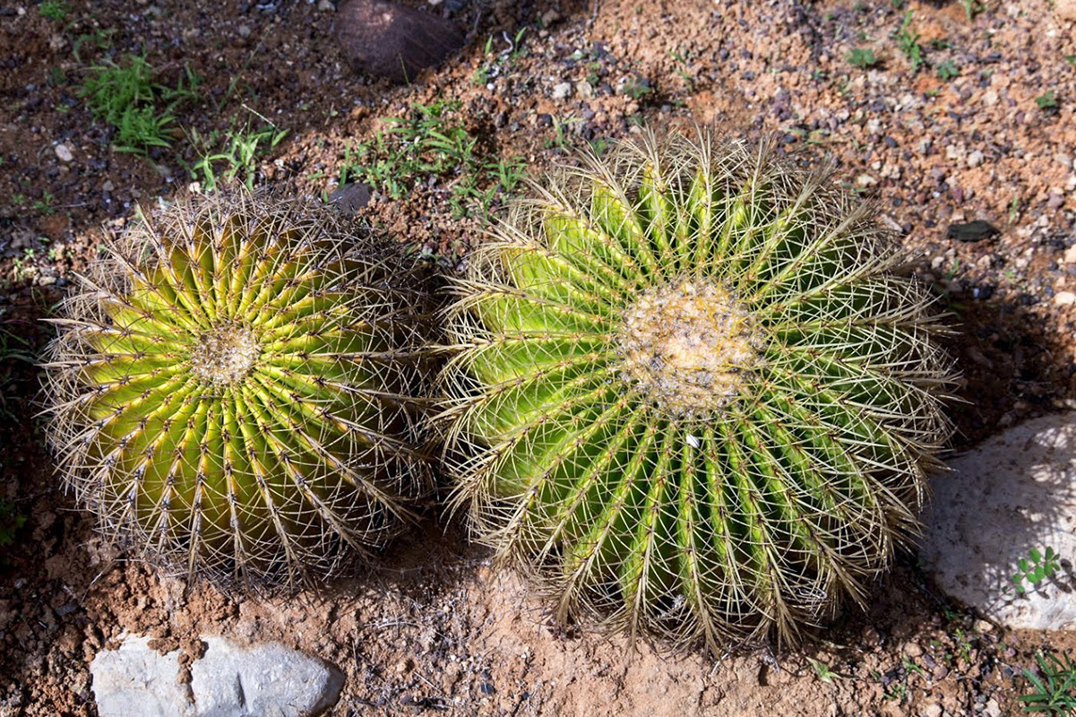 Изображение особи Echinocactus grusonii.