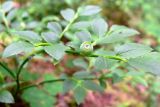 Vaccinium myrtillus. Верхушка плодоносящего растения. Пермский край, подножие Вогульского камня, смешанный лес, долина р. Жигалан. 30.06.2010.