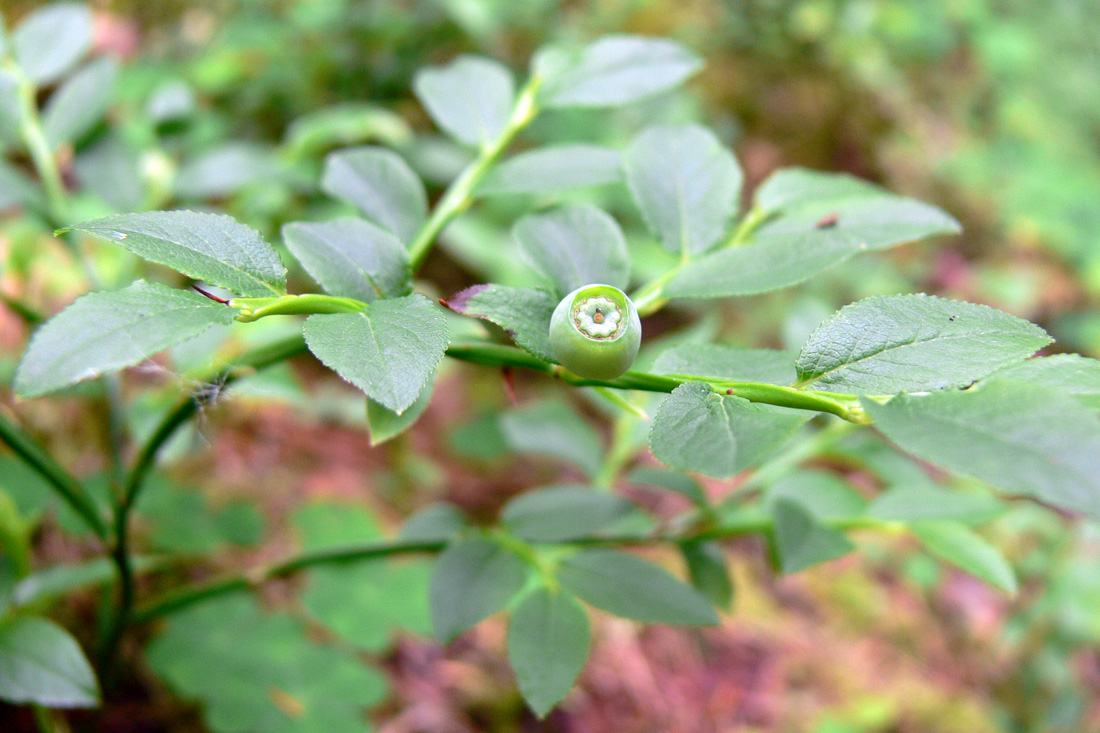 Image of Vaccinium myrtillus specimen.