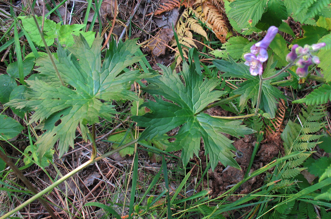 Image of Aconitum septentrionale specimen.