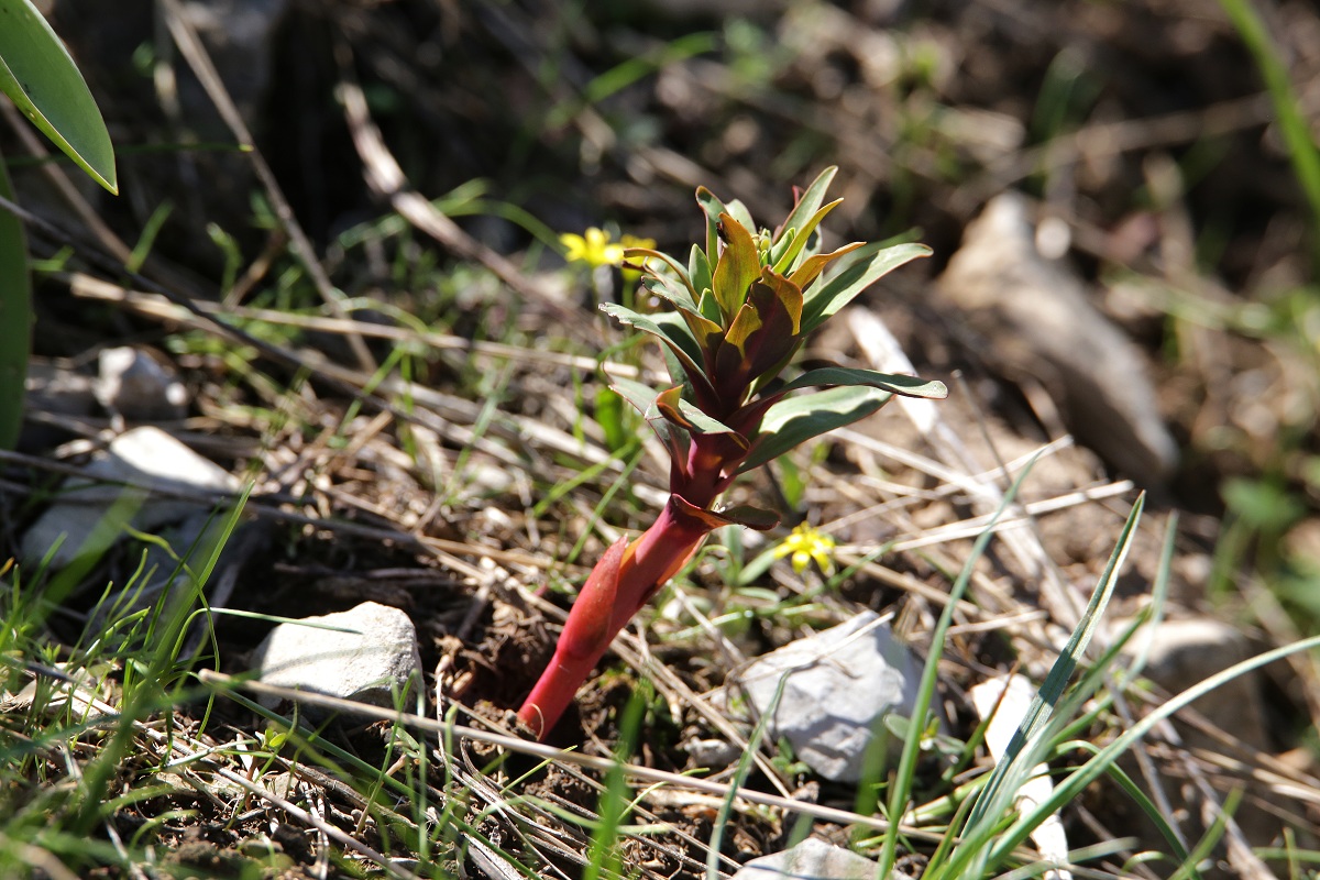 Image of Euphorbia rapulum specimen.