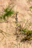 genus Festuca