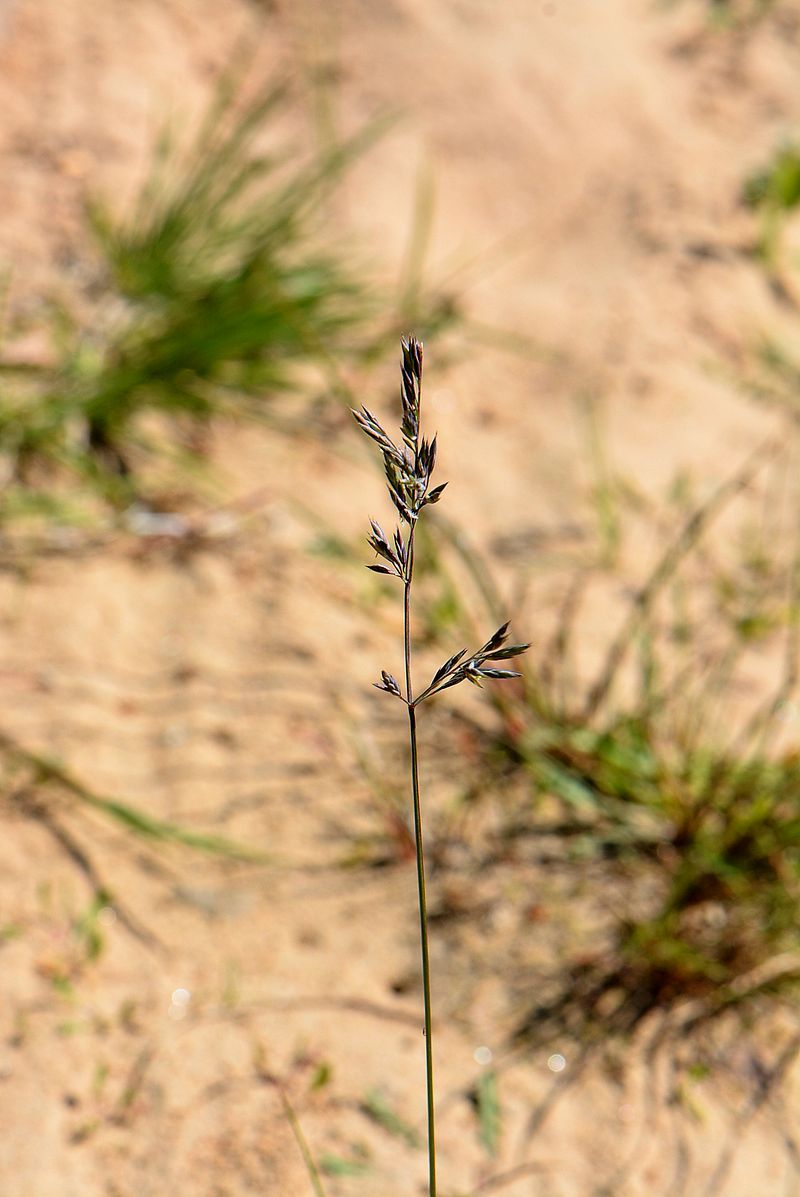 Image of genus Festuca specimen.