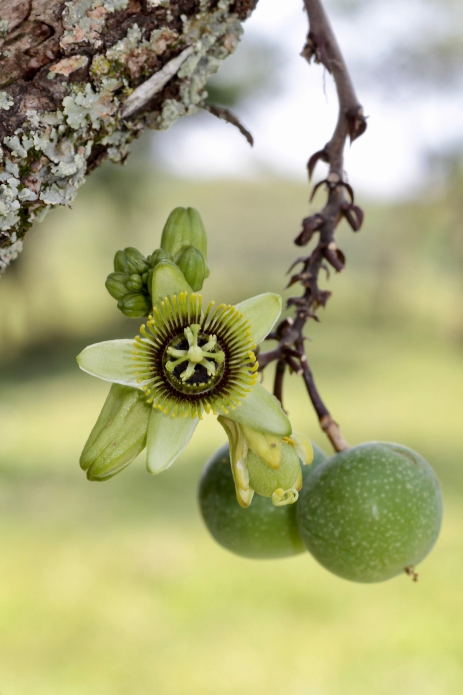 Изображение особи Passiflora coriacea.