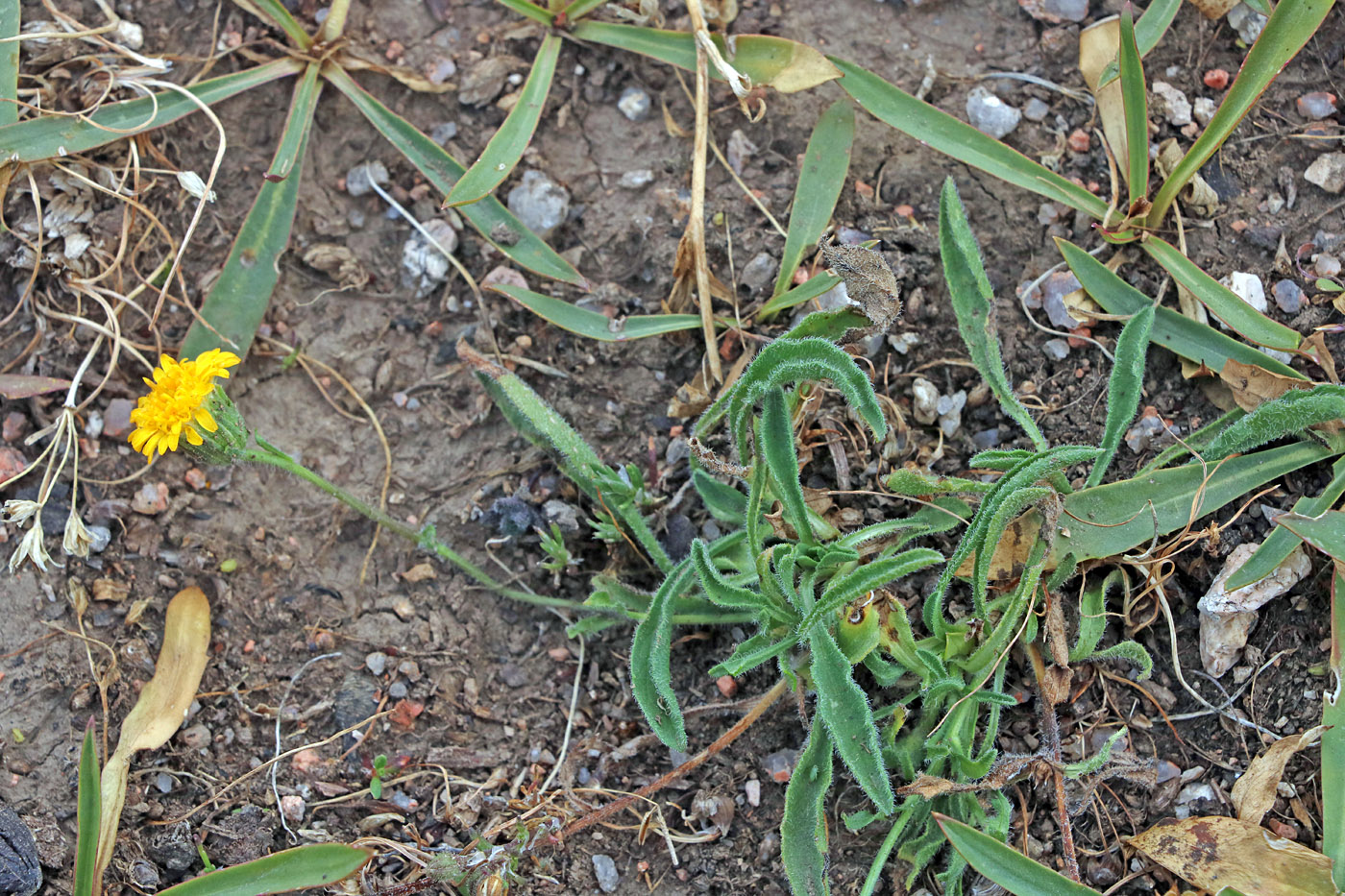 Изображение особи Erigeron cabulicus.