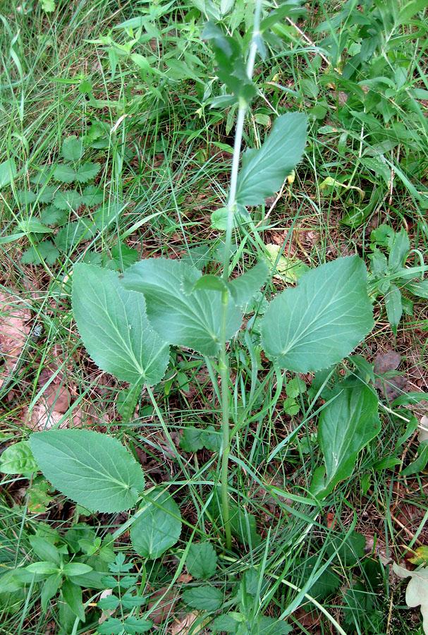 Image of Eryngium planum specimen.