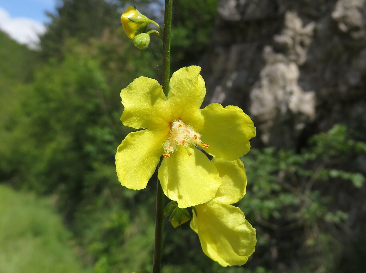 Изображение особи Verbascum nobile.