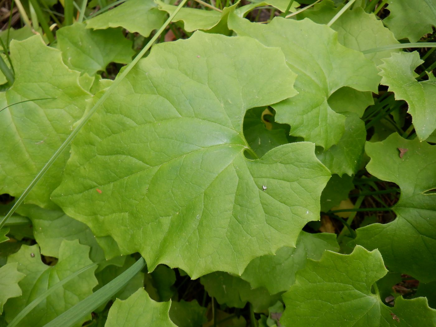 Image of Doronicum carpaticum specimen.