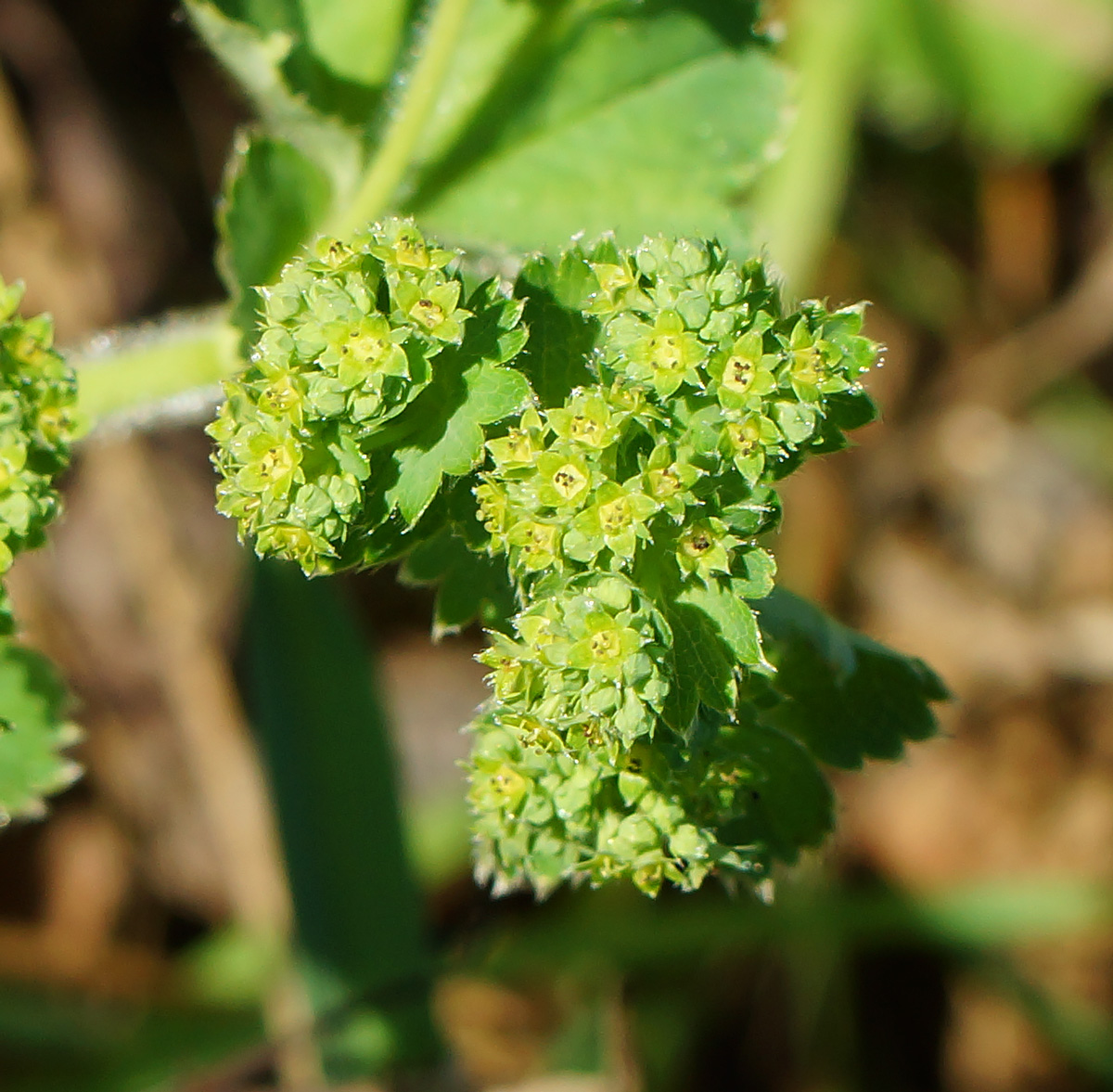 Image of genus Alchemilla specimen.