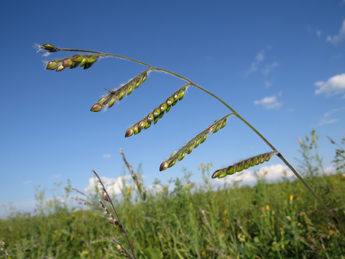 Image of Eriochloa villosa specimen.