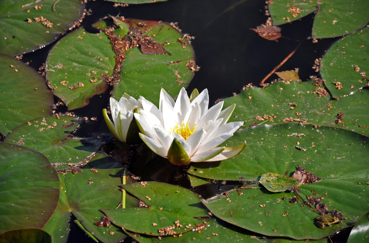 Изображение особи Nymphaea candida.