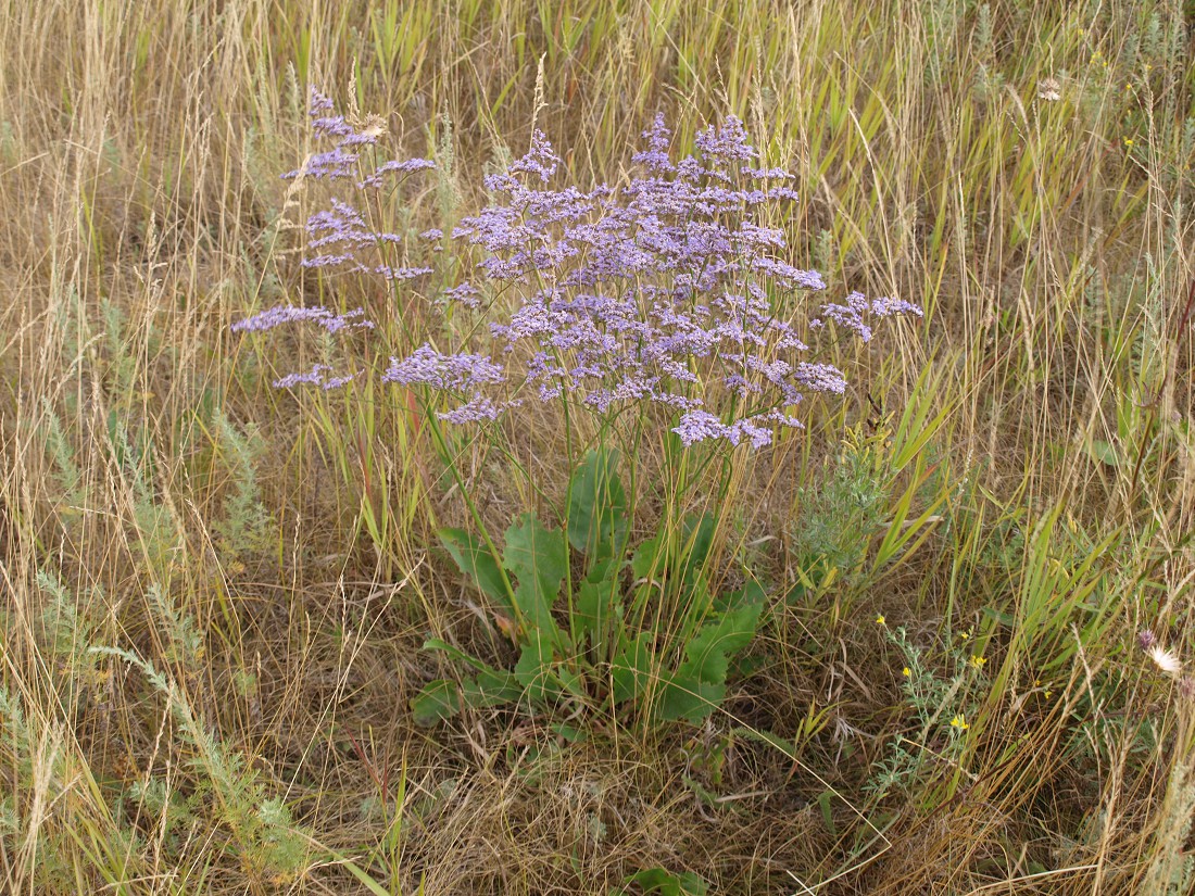 Image of Limonium gmelinii specimen.