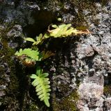 Polypodium vulgare. Растения на скальном обнажении. Свердловская обл., окр. г. Североуральск, скалы Три Брата. 30.05.2010.