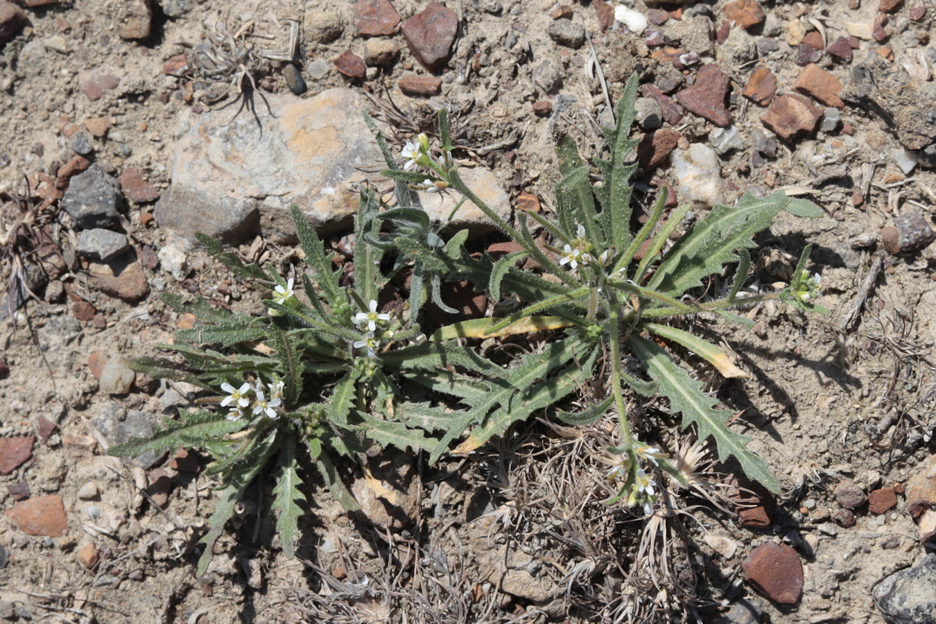 Image of Neotorularia torulosa specimen.