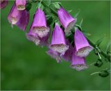 Digitalis purpurea