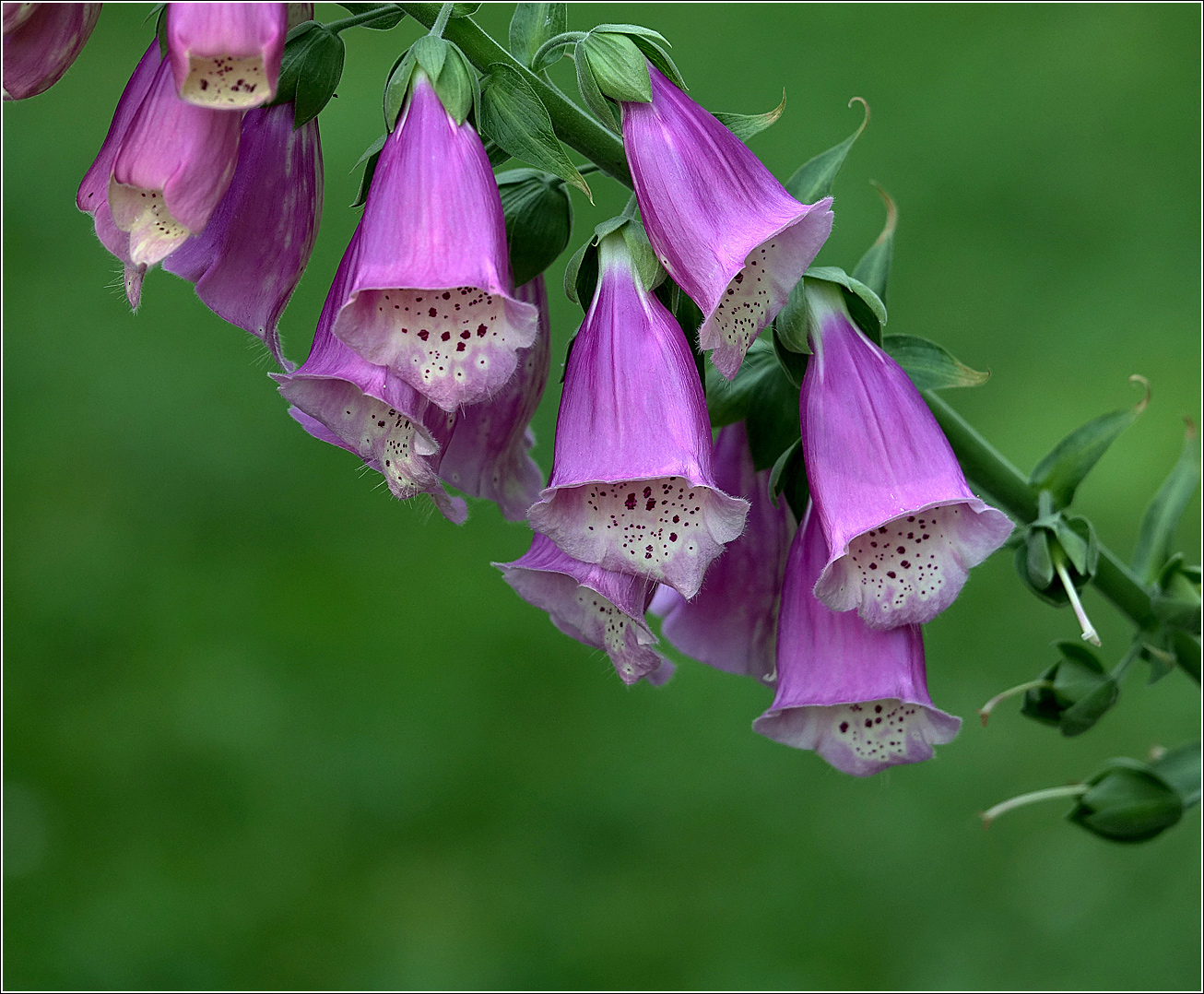 Изображение особи Digitalis purpurea.