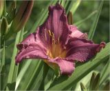 Hemerocallis × hybrida