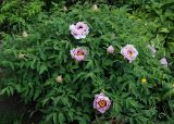 Paeonia suffruticosa