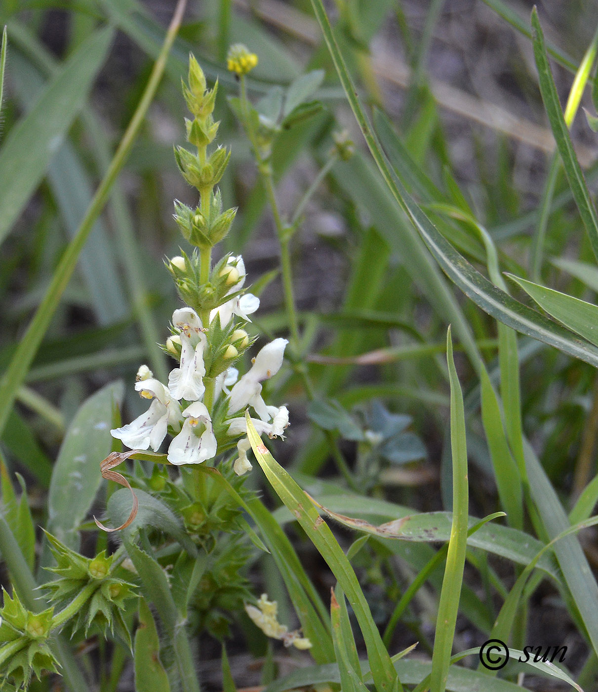 Image of Stachys recta specimen.