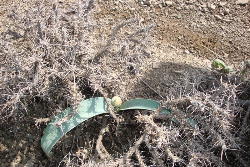 Image of Allium akaka specimen.