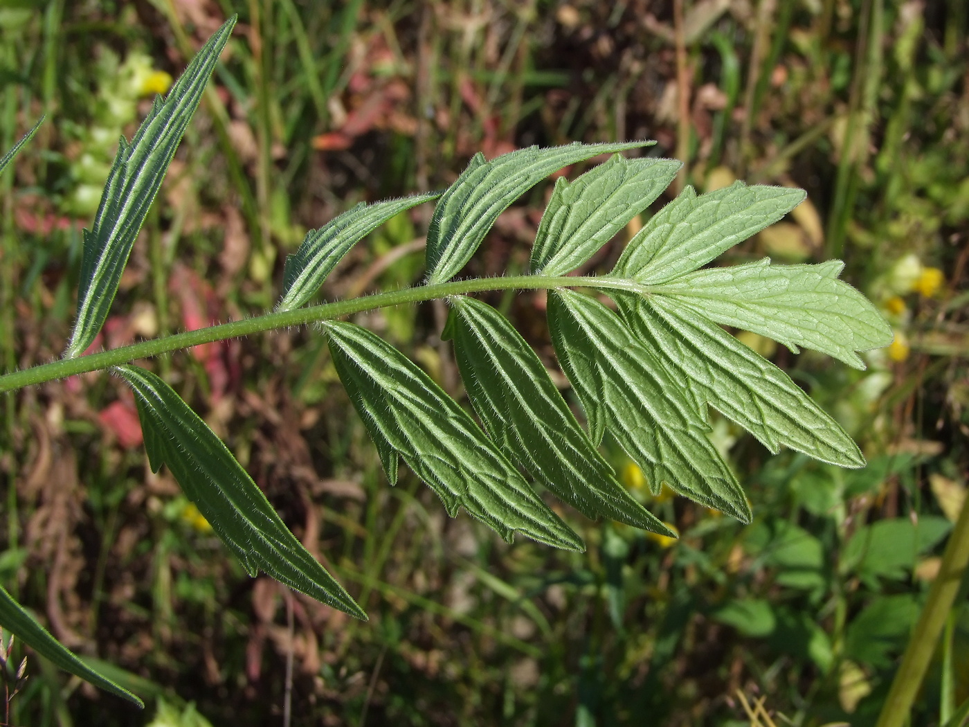 Image of Valeriana transjenisensis specimen.