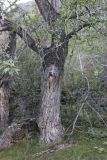 Populus laurifolia