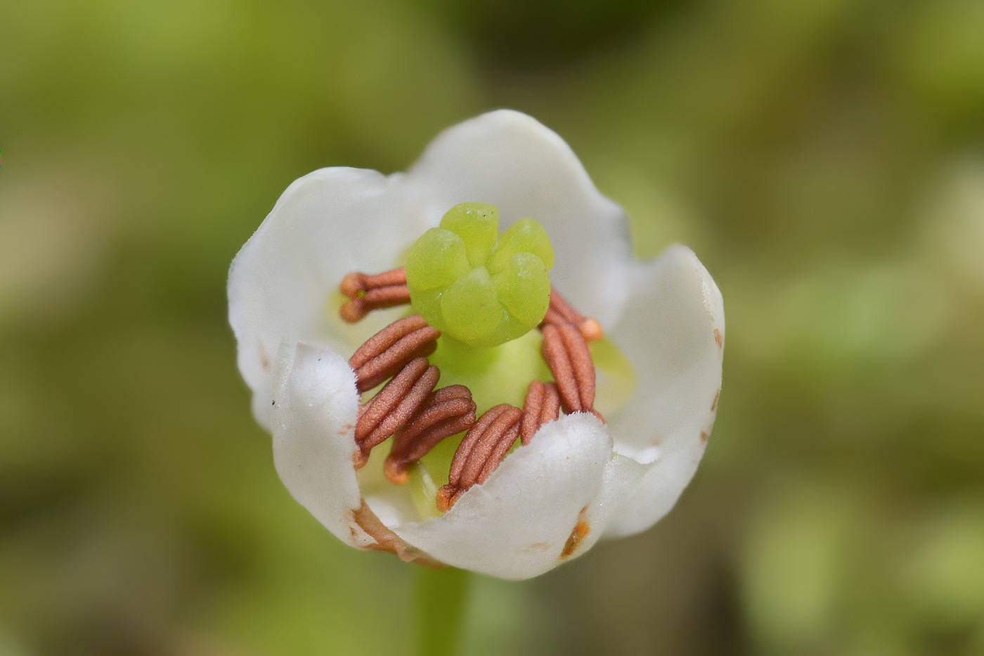 Image of Moneses uniflora specimen.