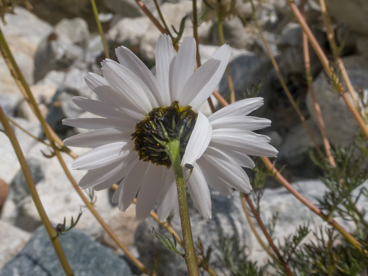 Image of Tripleurospermum caucasicum specimen.