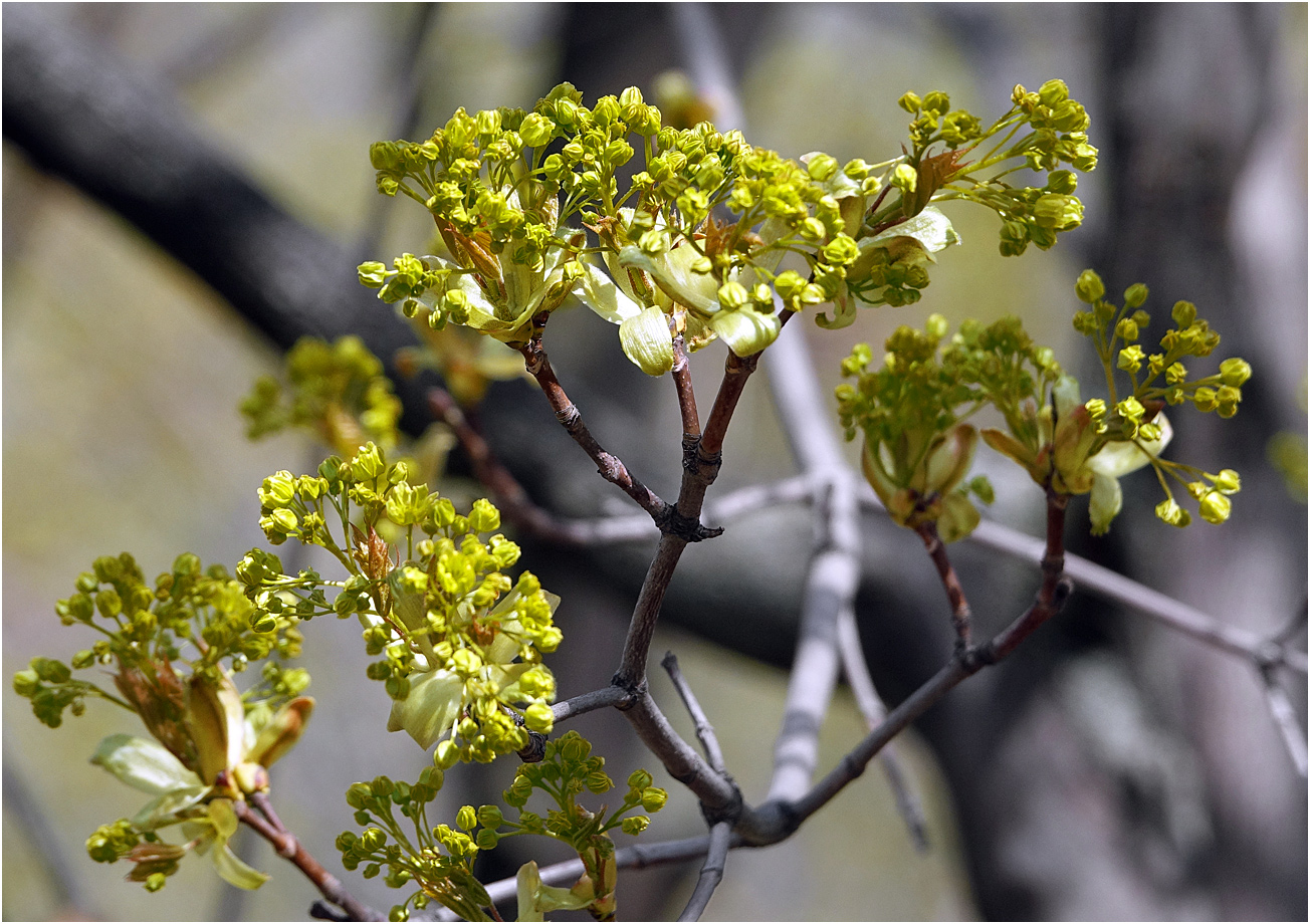 Изображение особи Acer platanoides.