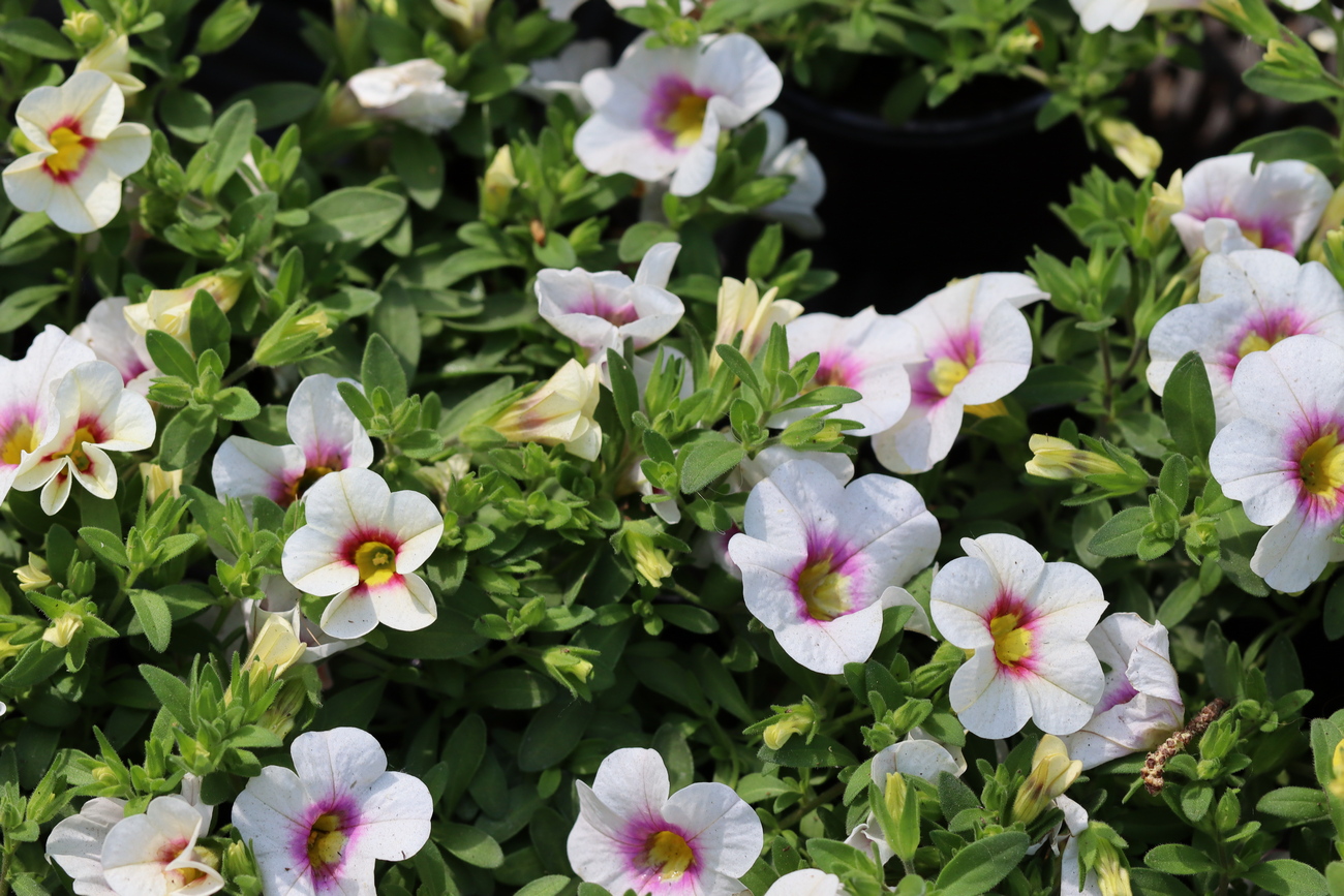 Изображение особи Calibrachoa elegans.