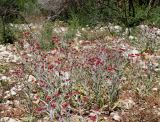Helichrysum sanguineum. Цветущие растения. Израиль, горы Самарии, западная часть, поселение Альпей Менаше, поляна на месте пожара. 28.04.2022.