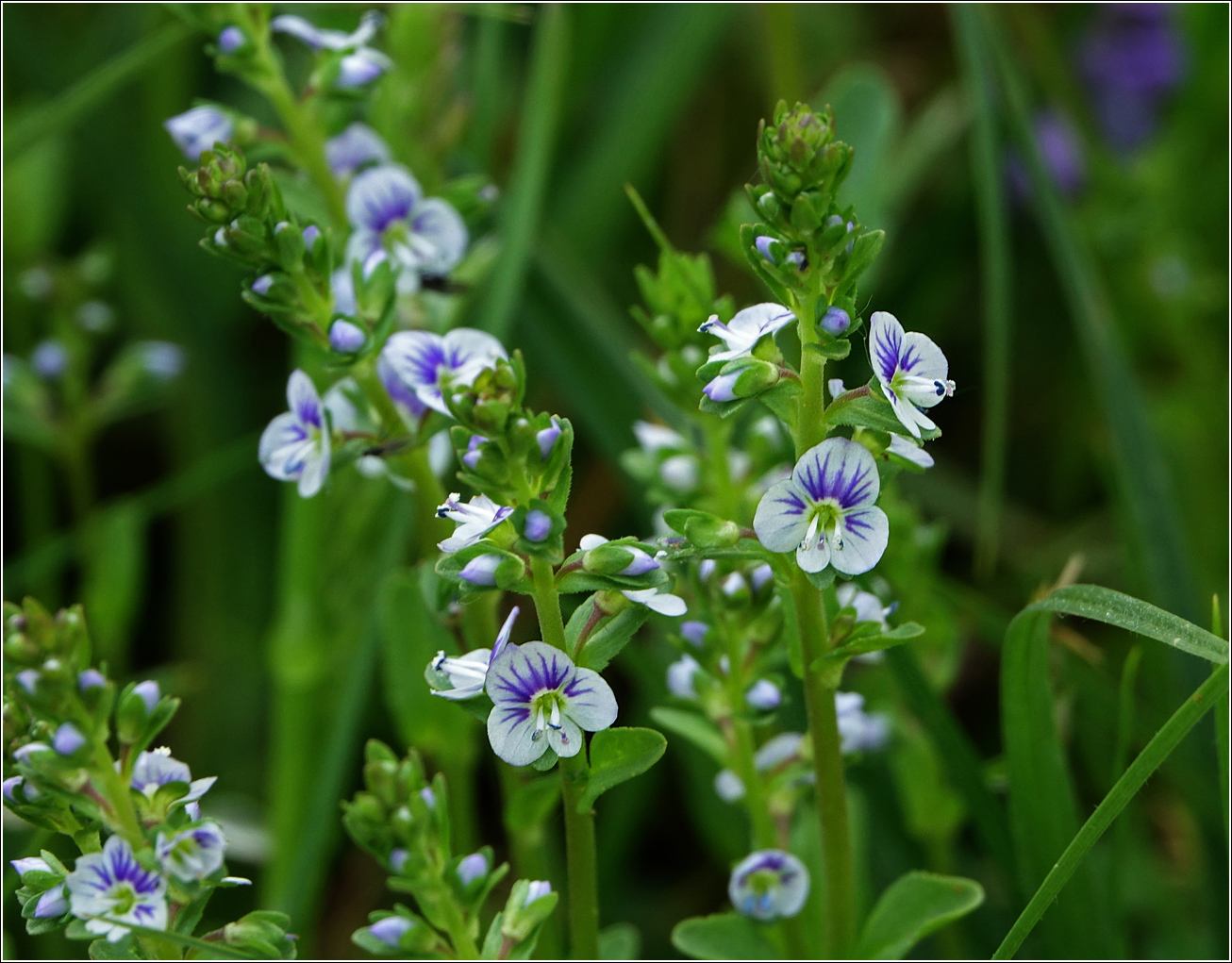 Image of Veronica serpyllifolia specimen.