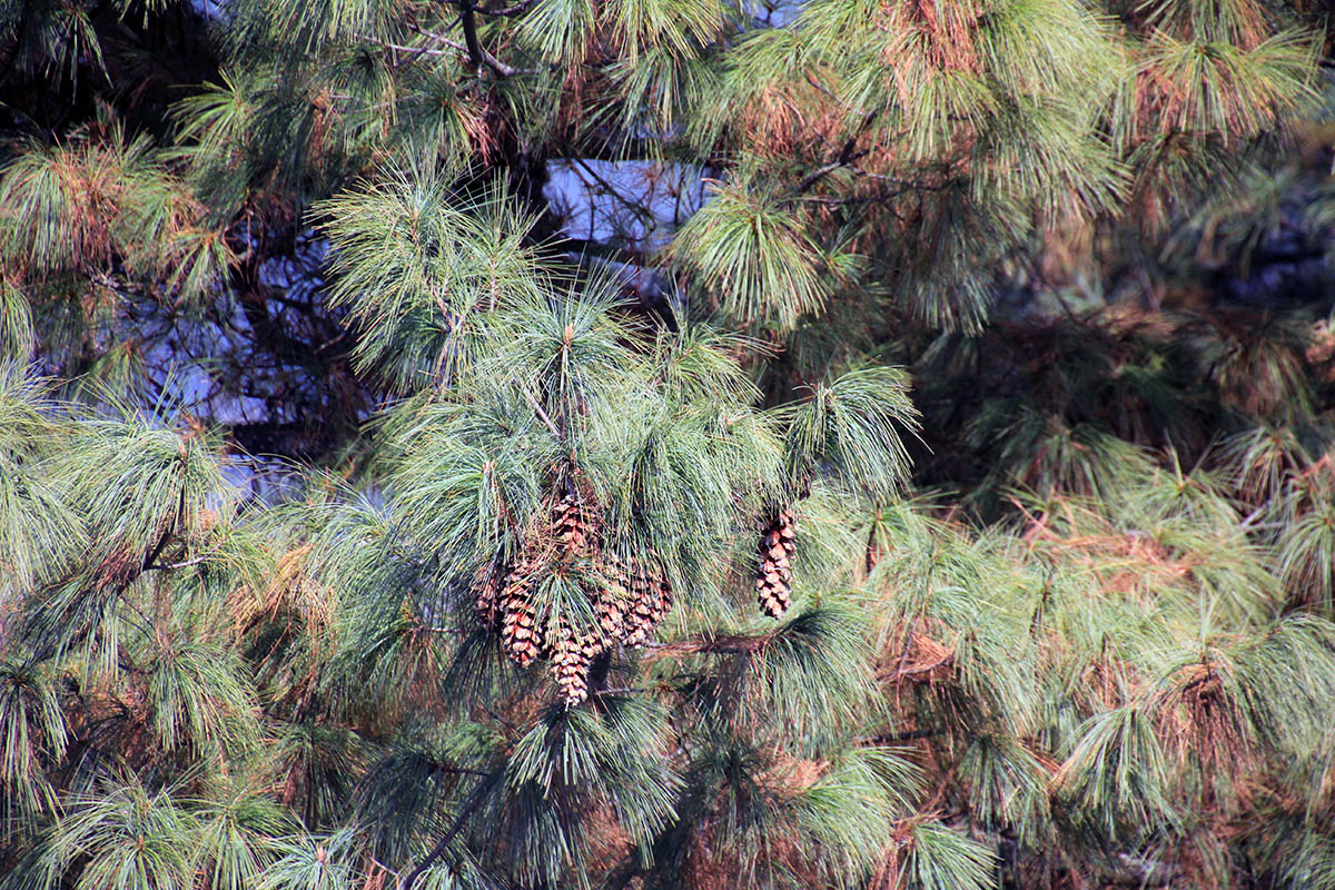 Image of genus Pinus specimen.