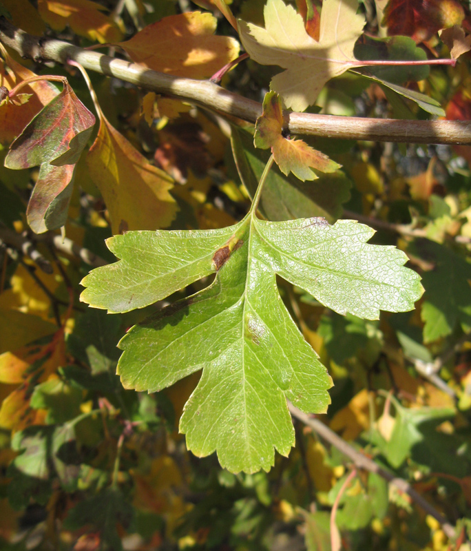 Image of Crataegus &times; media specimen.