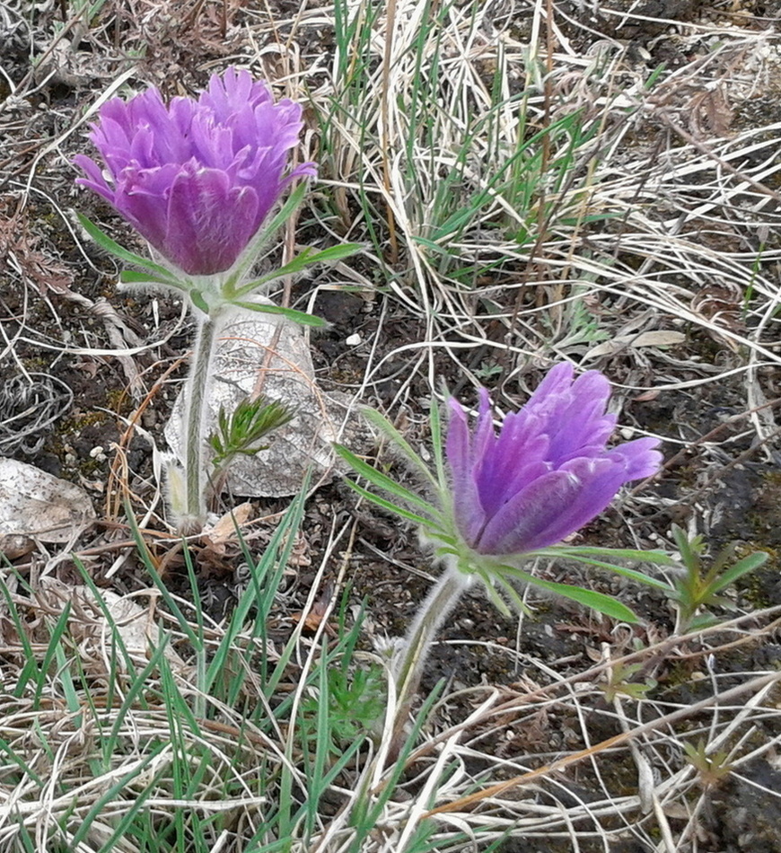 Изображение особи Pulsatilla archarensis.