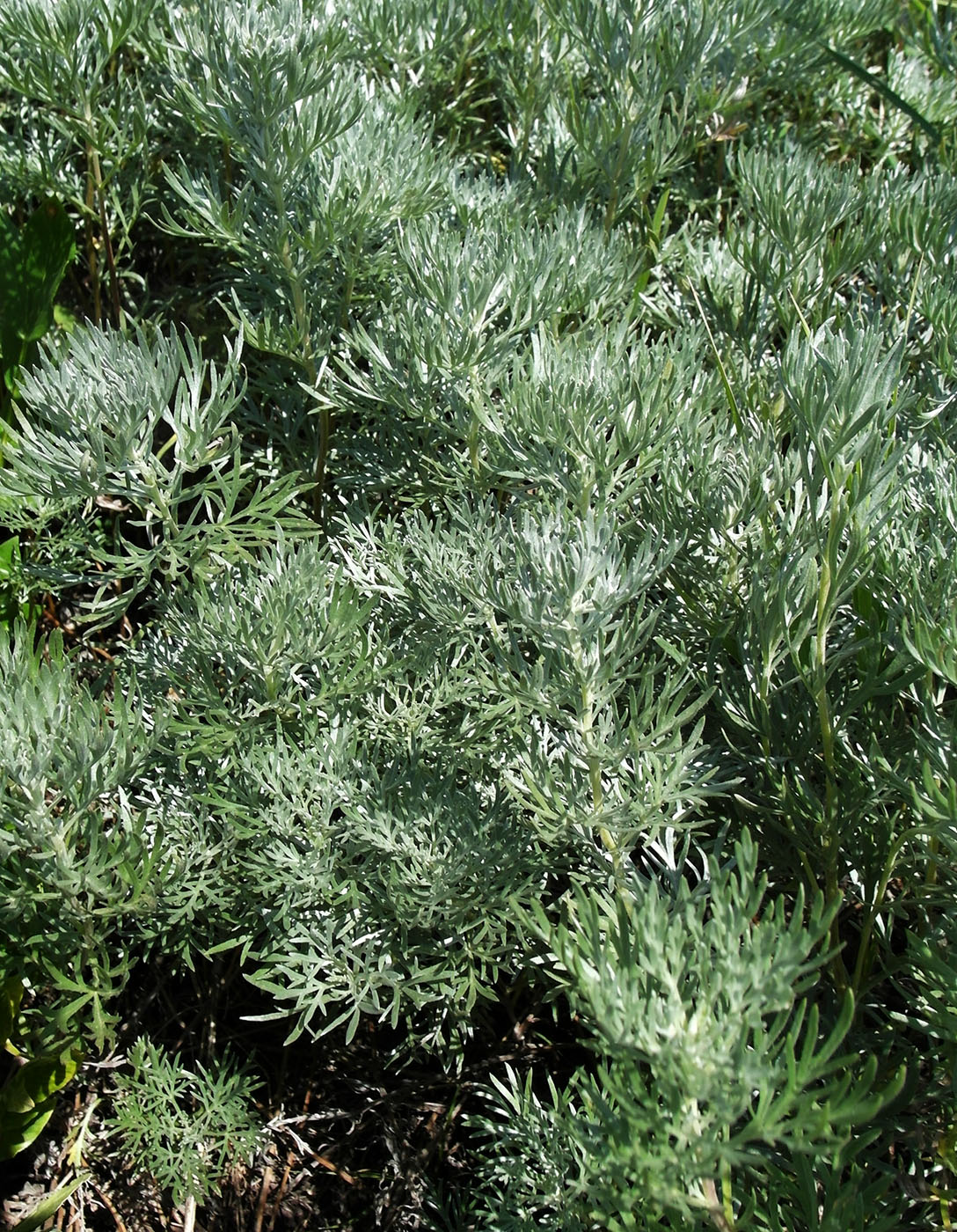 Image of Artemisia sericea specimen.